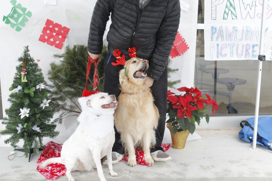 The McFadden family came to this event to take holiday pictures with their two dogs.
